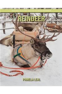 Reindeer