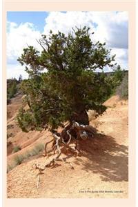 Tree in the dunes 2014 Weekly Calendar