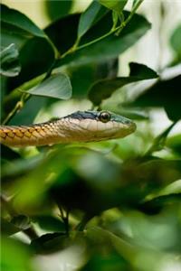 Nature in Pantanal Brazil Journal