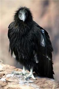California Condor Bird Journal