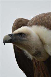 A Vulture Portrait Journal