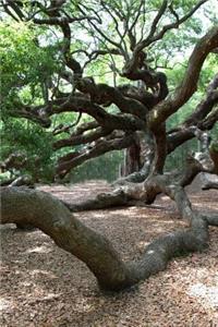 Charming View of the Angel Oak Tree in Charleston South Carolina Journal