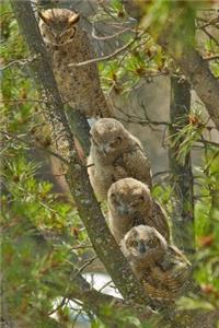 Four Great Horned Owls Perched on a Tree Journal