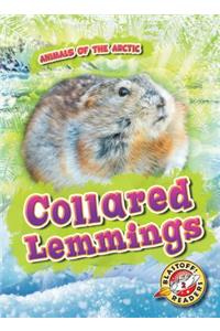 Collared Lemmings