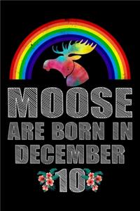 Moose Are Born In December 10