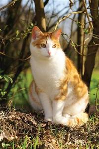 Notebook - Shy Cat