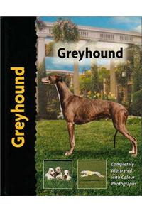 Greyhound
