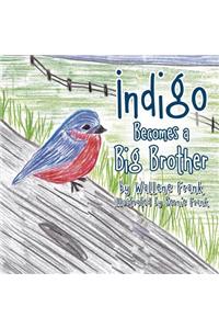 Indigo Becomes a Big Brother