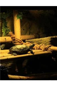 Turtles in Captivity Notebook