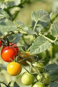 Growing Tomatoes Notebook