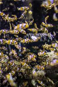 Clown Fish Journal