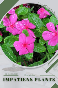 Impatiens Plants