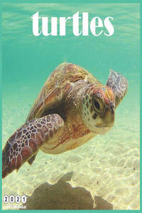Turtles 2021 Wall Calendar