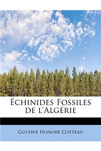 Echinides Fossiles de L'Algerie