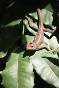 Irritated Lizard on a Leaf Journal: 150 Page Lined Notebook/Diary