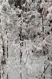 Nature Photo Winter Season Journal