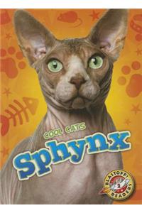 Sphynx