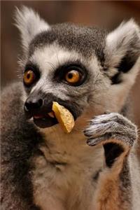 This Lemur Wonders Why People Complain About His Table Manners Journal