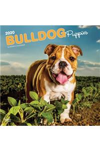 BULLDOG PUPPIES 2020 SQUARE WALL CALENDA