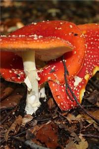 Fly Agaric Mushrooms in the Woods Journal