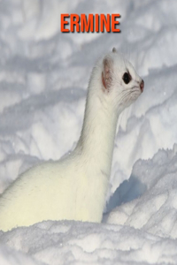 Ermine