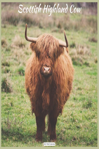 Scottish Highland Cow 2021 Wall Calendar: Official Highland Cow Wall Calendar 2021