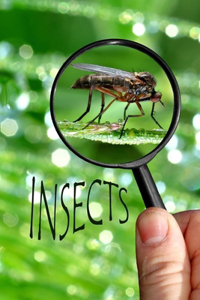 Insects