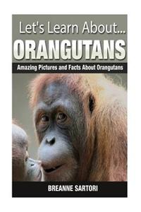 Orangutans