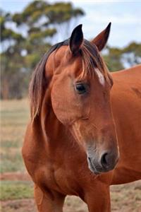 Portrait of a Bay Horse Journal