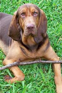 Super Cute Bloodhound with a Stick Dog Pet Journal