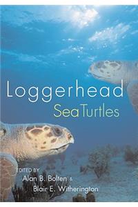 Loggerhead Sea Turtles