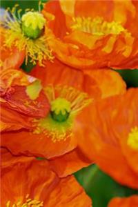 Poppy Notebook