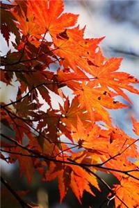 Colorful Orange Maple Leaves in Autumn Journal