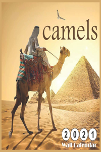 camels