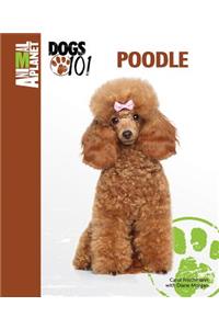 Poodle