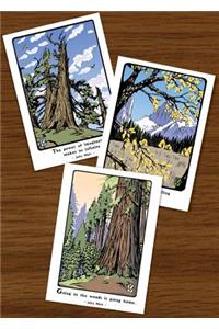 John Muir Tree Assortment (Boxed)