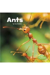 Ants