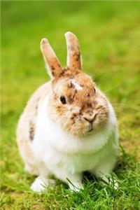 Brown and White Rabbit Journal