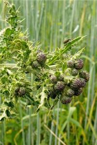 Creeping Thistle in a Meadow Journal