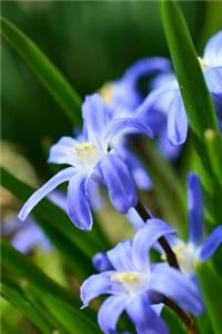 Star Hyacinth Flowers in the Spring Journal