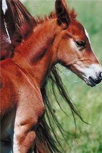 2020 Weekly Planner Horse Photo Equine Pinto Mare Foal 134 Pages