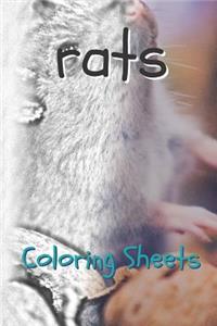 Rat Coloring Sheets