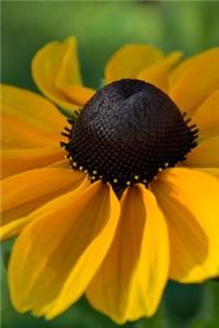 Rudbeckia in the Spring Garden Journal