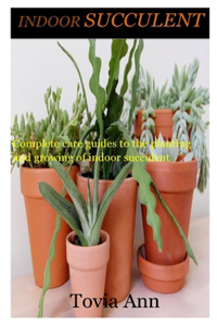 Indoor Succulent