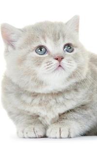 British Shorthair Kitten Winter Notebook & Journal. Productivity Work Planner & Idea Notepad