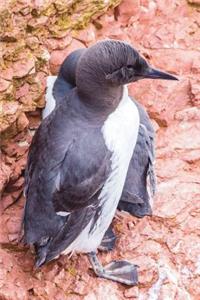 Guillemot Bird Journal