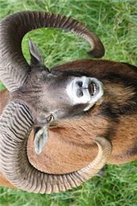 Mouflon Wild Sheep Journal