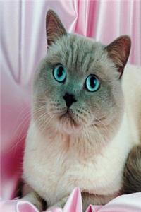 Blue Eyed Cat Photo Journal: (Notebook, Diary, Blank Book)