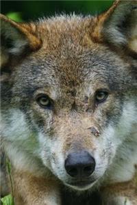 Cool Eurasian Wolf Predator Pack Animal Journal