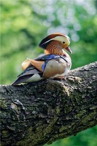 Mandarin Duck Seated on a Branch Journal